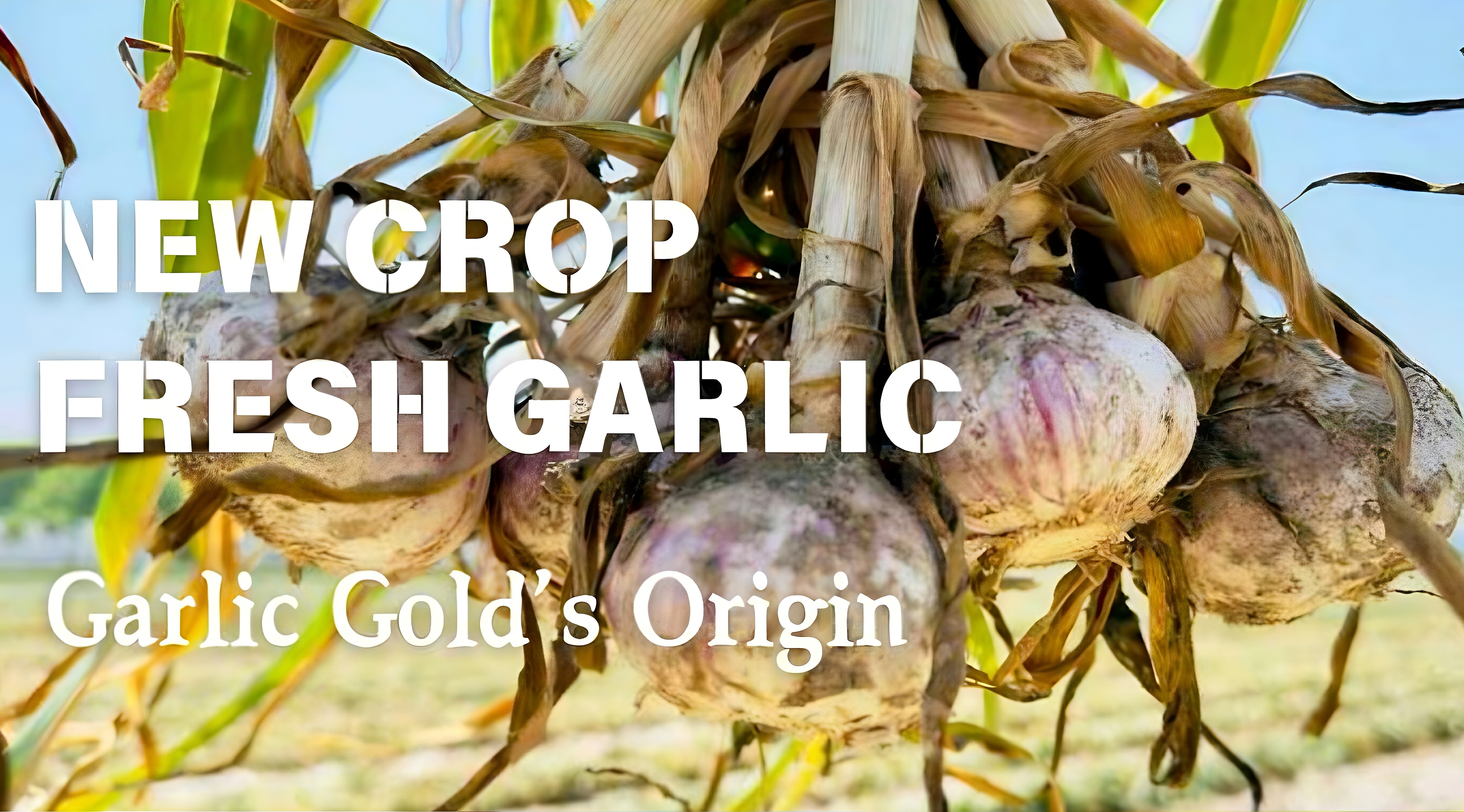 November 14 , Price of Fresh Garlic