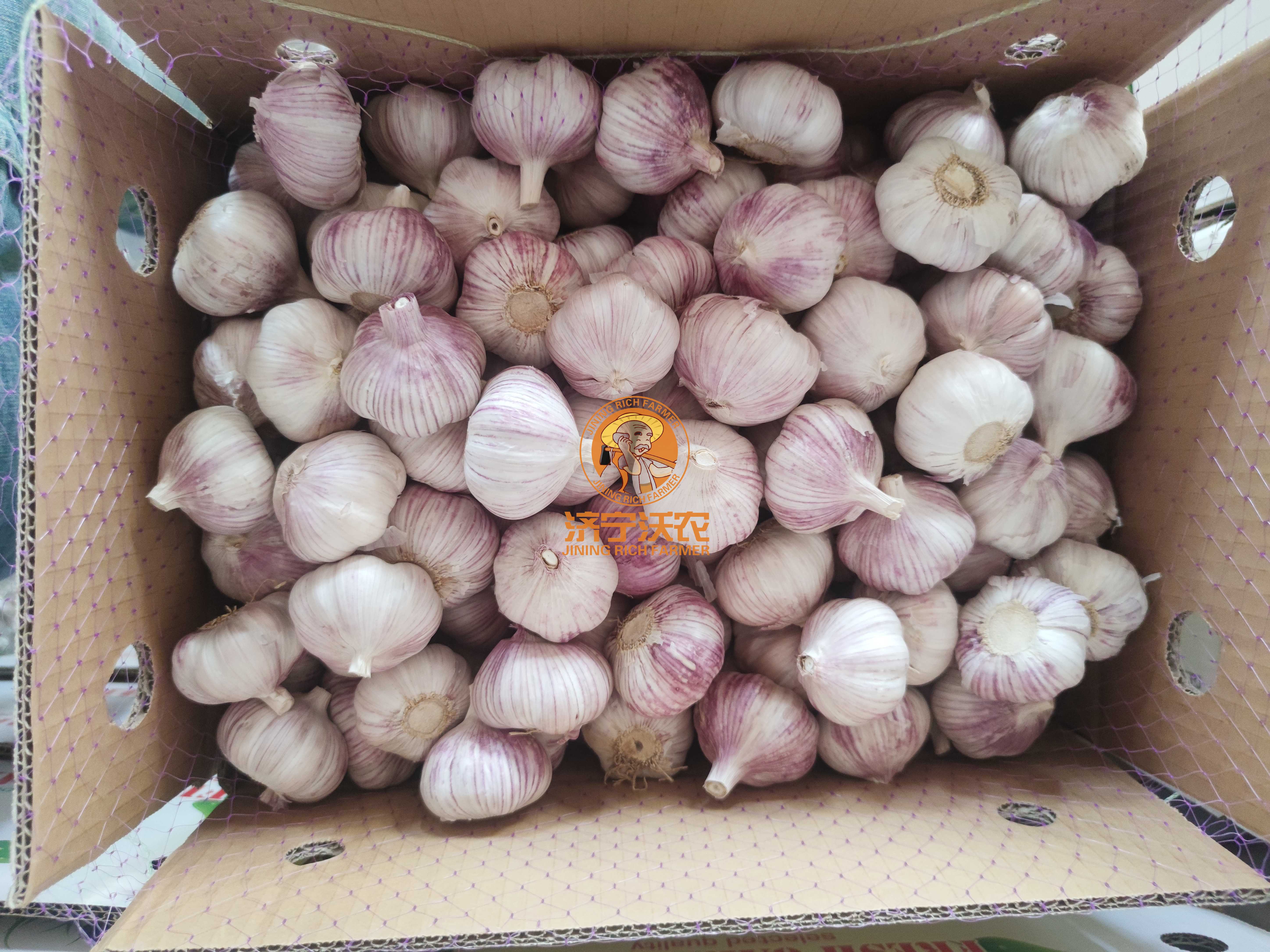 Fresh garlic supplier