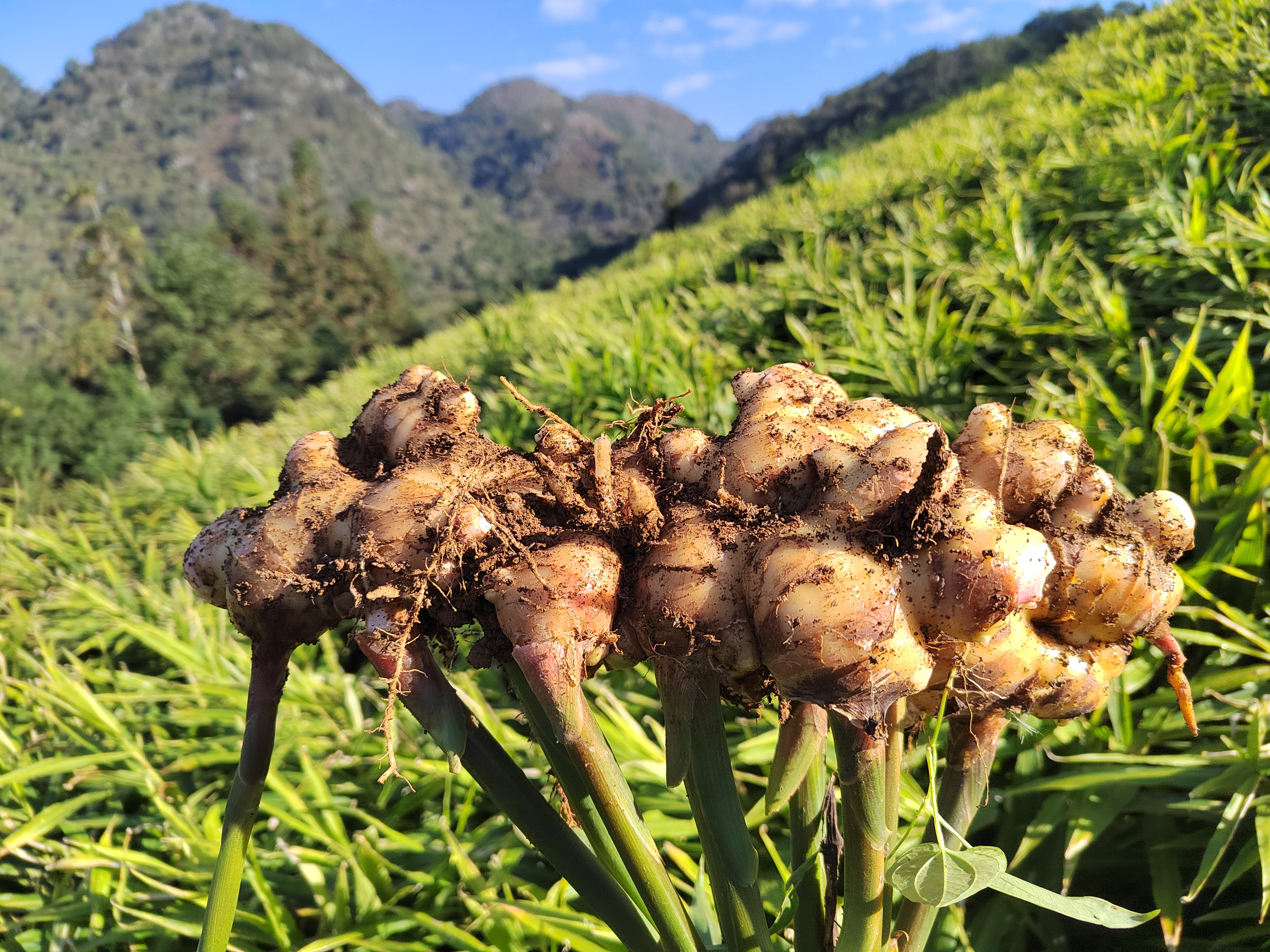 Ginger Price at Changyi Kunfu Market on February 26