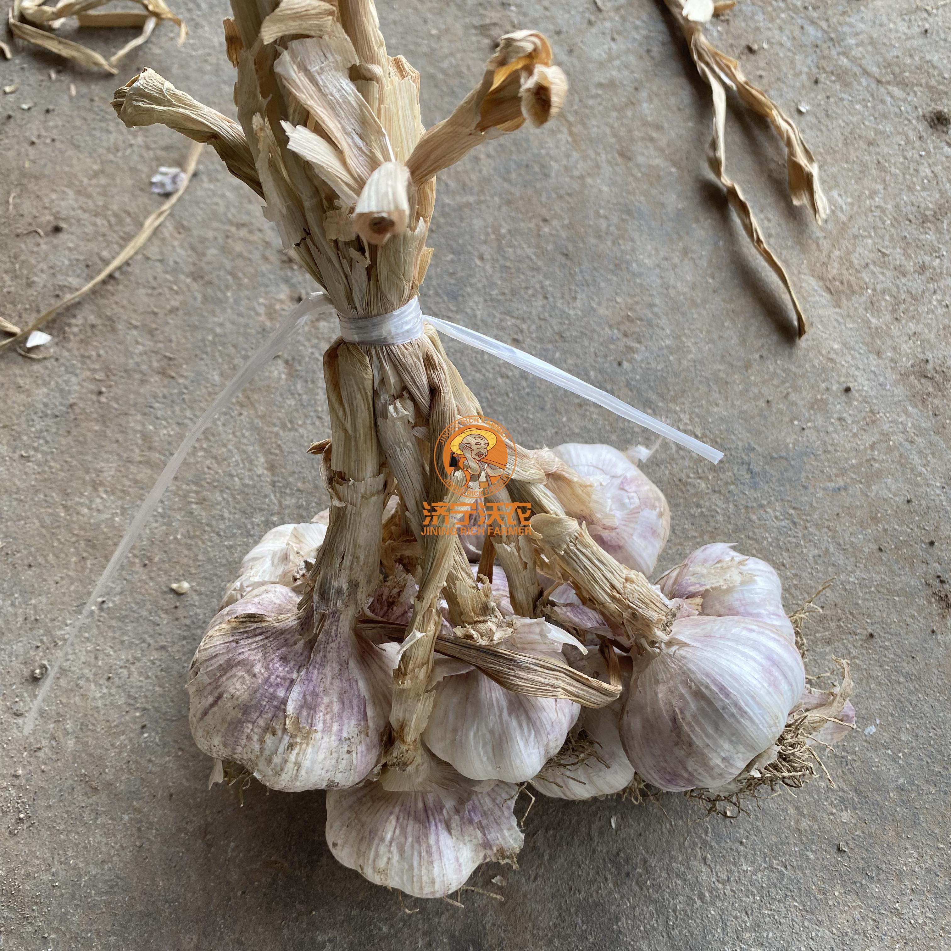 Normal white garlic supplier2