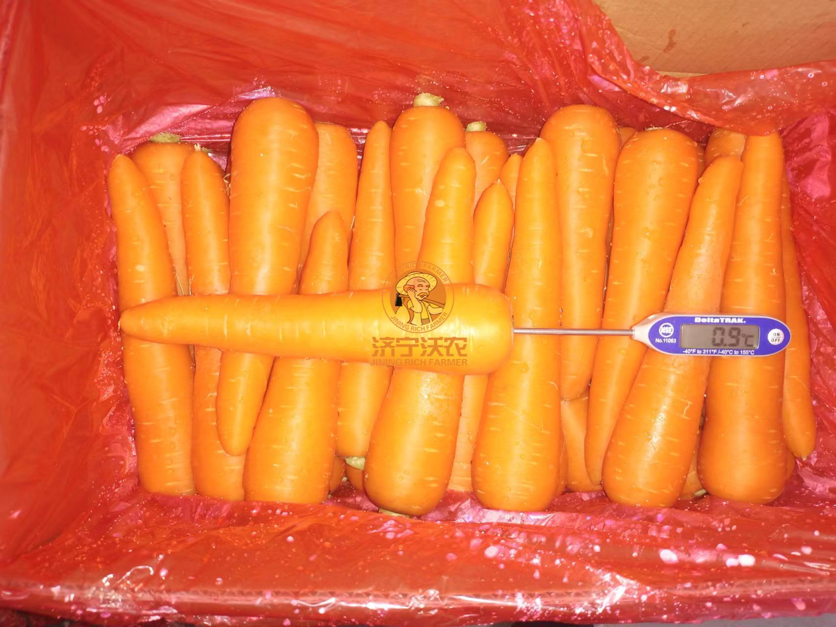Fresh carrot2