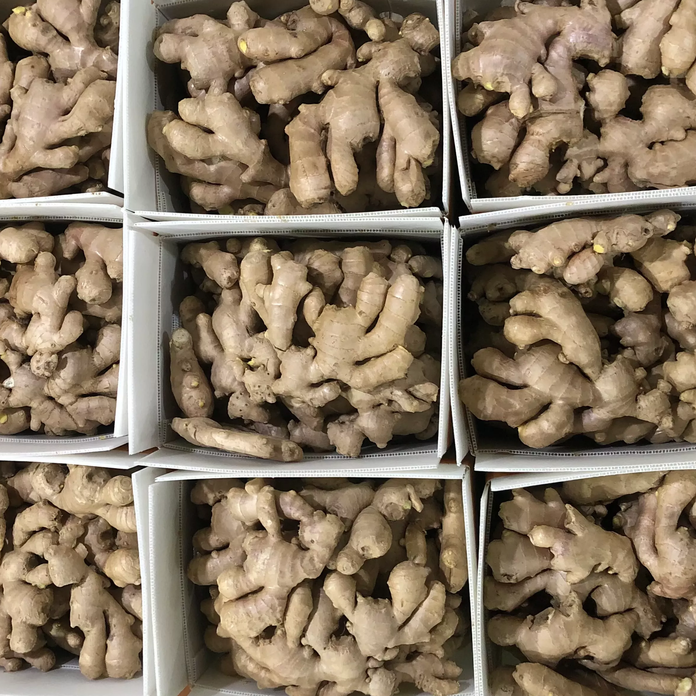 February 9th Price of Ginger at Changyi Kunfu Market