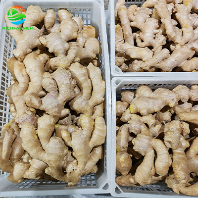 Ginger price at Changyi Kunfu Market on September 20， 2026 