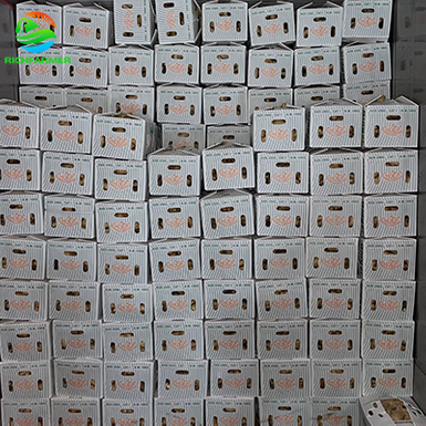 生姜6.jpg